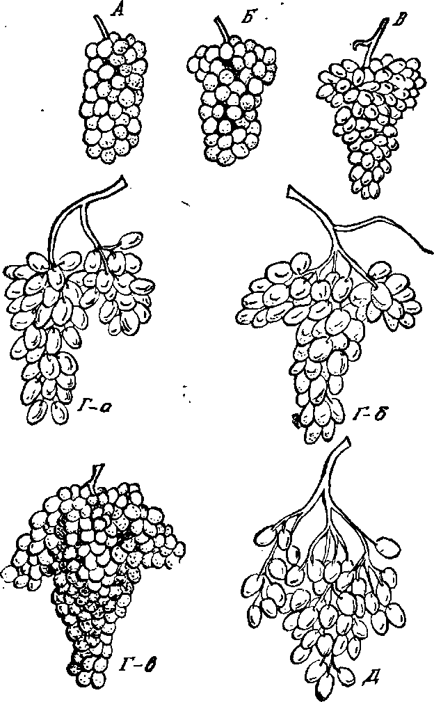 Формы гроздей винограда