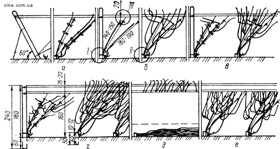 Формирование кустов винограда по системе «Магарач-Ильчер»