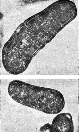 Клетки Lactobacillus