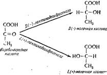 Образование двух изомеров молочной кислоты из пировиноградной кислоты