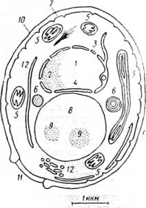 Схема строения клетки — Saccharomyces ellipsoideus