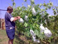 Гибридизация винограда