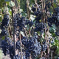 Алтайский виноград