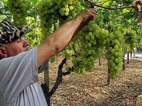 сбор винограда на Сицилии