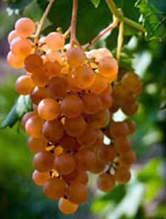 Аранделл сорт винограда