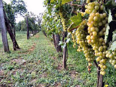 словацкий виноградник
