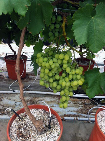 сорт винограда Виктория на гидропонике в горшке