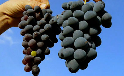 гроздь винограда обработанная гибберелином
