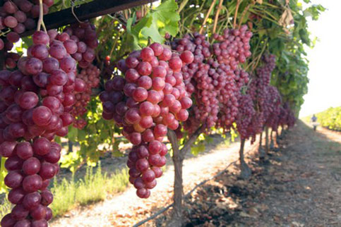виноград в Калифорнии