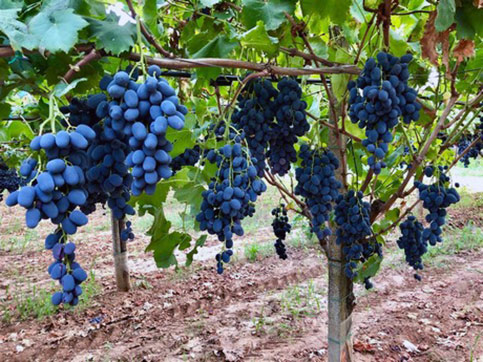 виноградник Италия