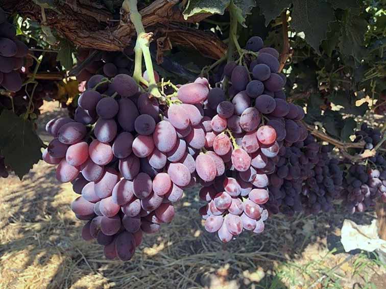 INIA G-2 – новый розовый бессемянный сорт винограда Чили