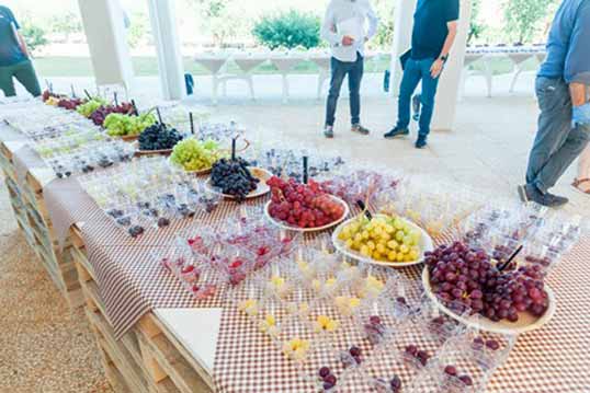 Италия представляет 40 новых бессемянных сортов винограда