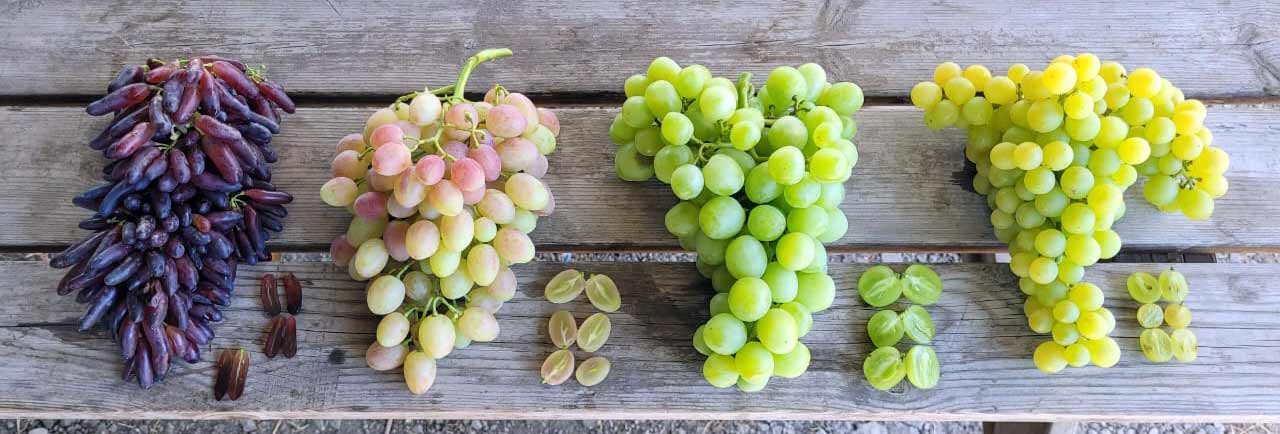 грозди на которых проводилось прореживвание ягод