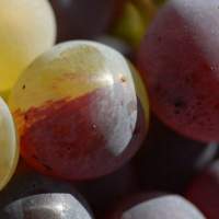 панащюра виноград