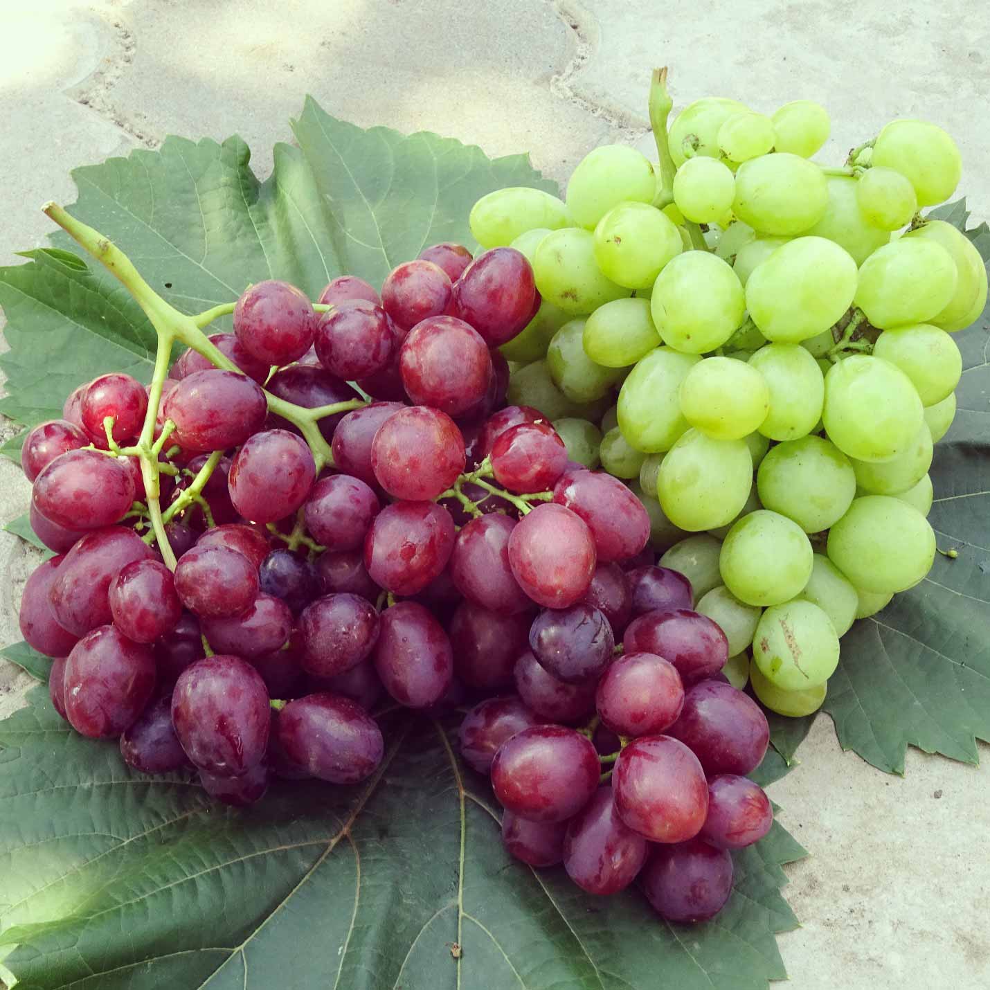 грозди столового винограда