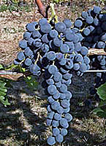 сорт винограда Альвина