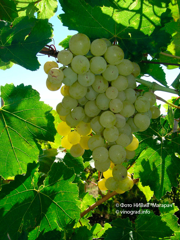 Кишмиш мускатный - сорт винограда