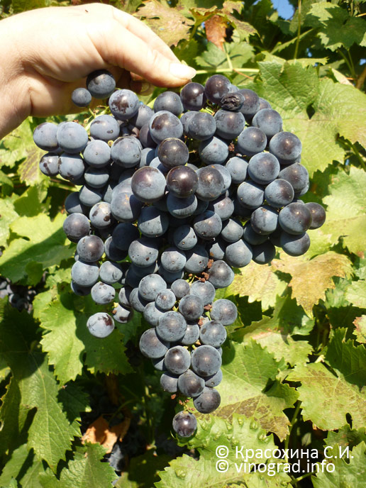 Мокатури – грузинский сорт винограда