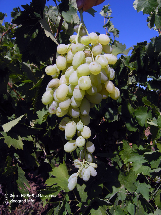 Шами Абиад - сорт винограда