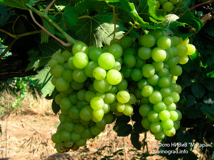 Жемчуг Магарача - сорт винограда
