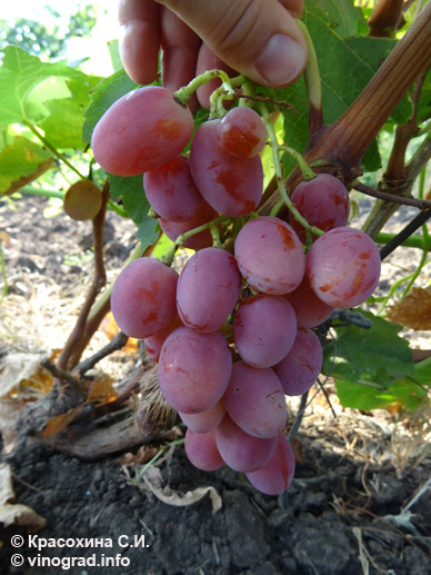 Симпатия - сорт винограда