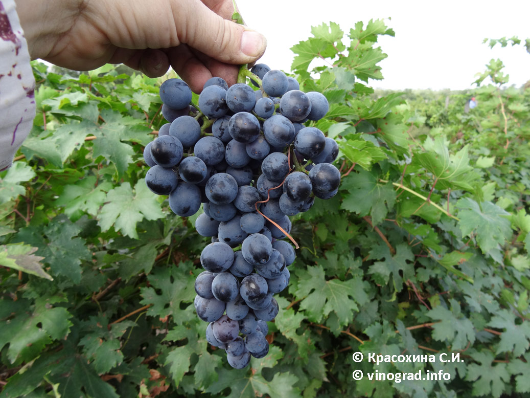 Крестовский -  сорт винограда