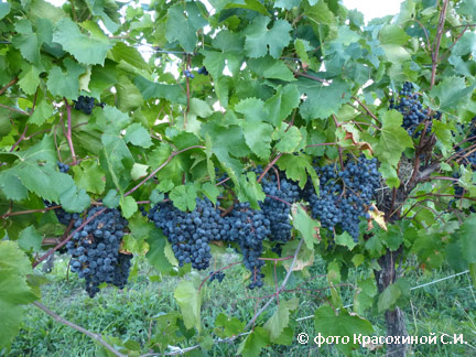 Сорт винограда Мичуринец (ВНИИВиВ)