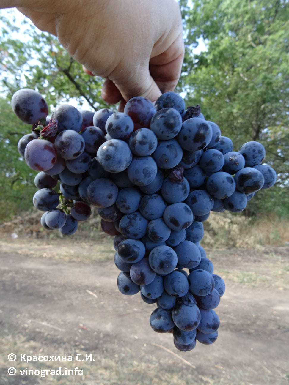 Пухляковский черный фото грозди виинограда