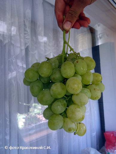 Сорт винограда Тройка (Павловского)