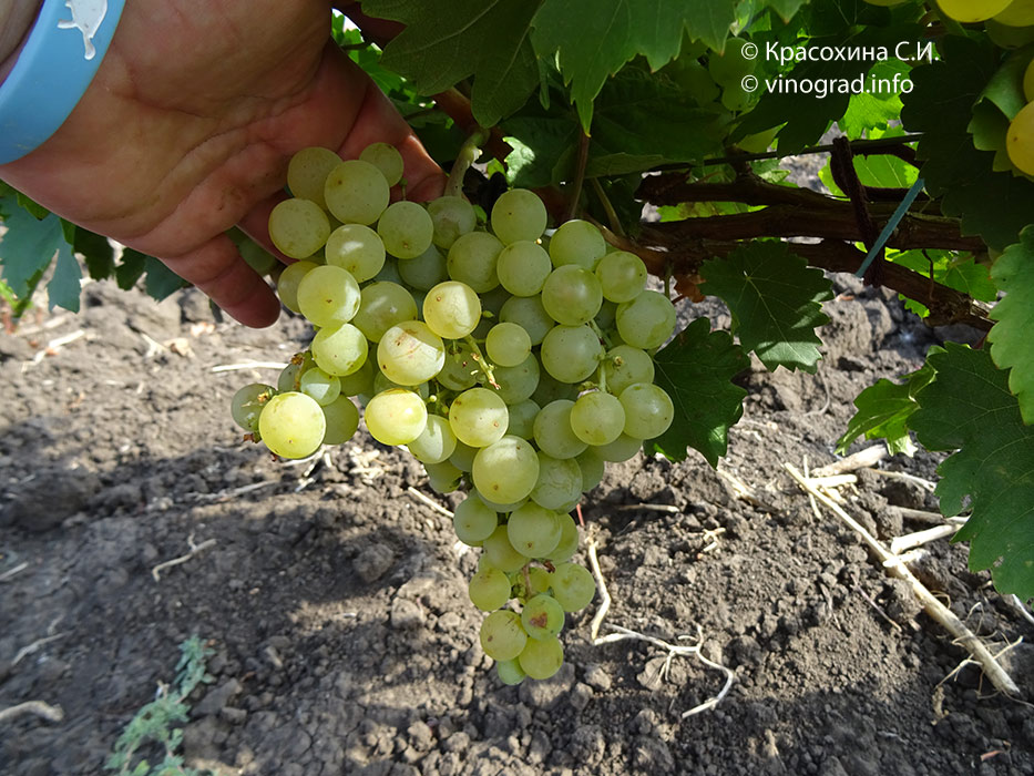 Вилландрет монтабанский (Берместия) –   сорт винограда
