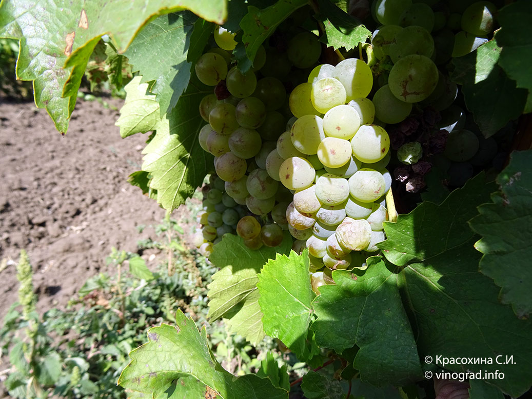 Бургиньон – швейцарский сорт винограда