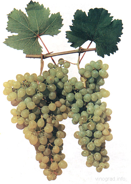 Бессемянный белый - сорт винограда