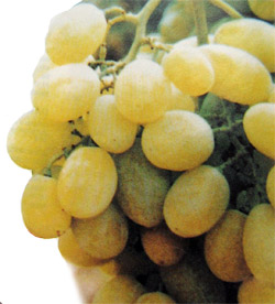 Корина (Corina) – бессемянный сорт винограда
