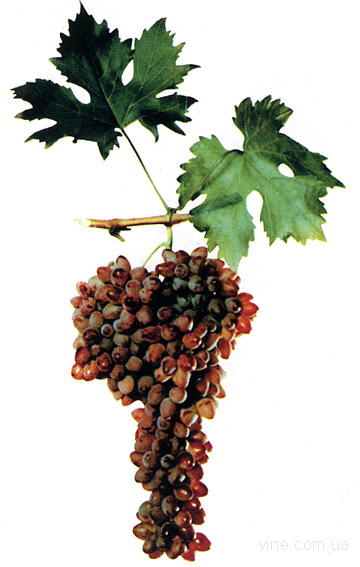 Кишмиш таировский - сорт винограда