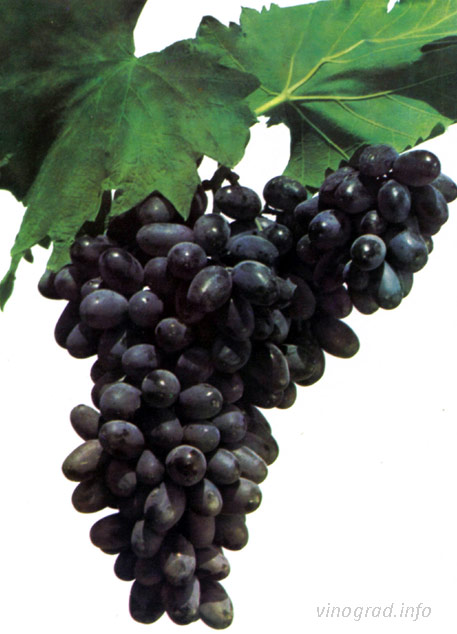 Армения  – столовый сорт винограда