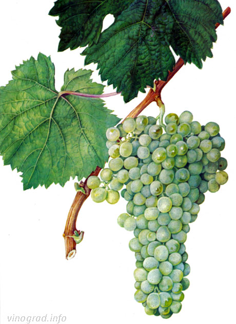 Буаки таш – винный узбекский сорт винограда