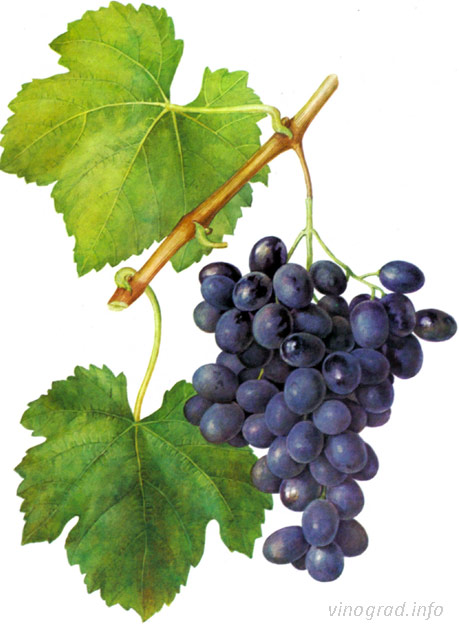 Джанджал кара -  сорт винограда