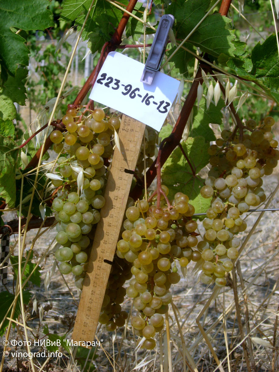 223-96-16-3 - техническая форма винограда