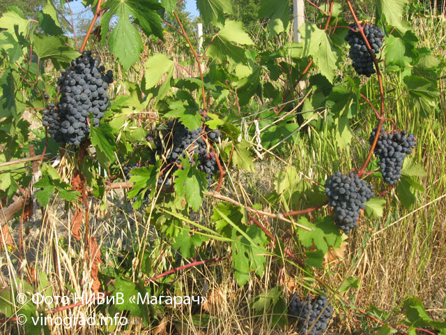 Магарач 32-96-31-14 - техническая форма винограда