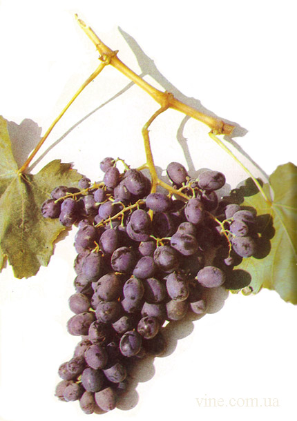 Сорт винограда Джанджал кара
