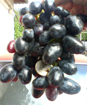 Фурор -  гроздь винограда