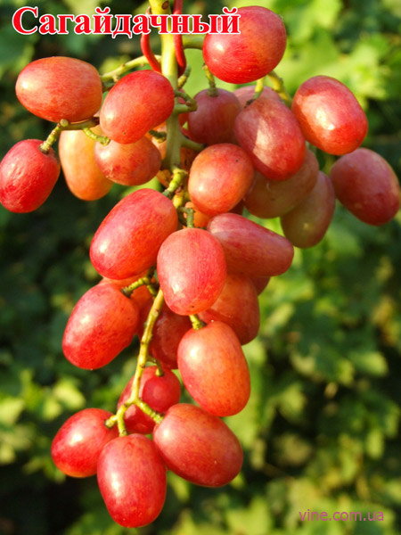 Сагайдачный  - гроздь винограда