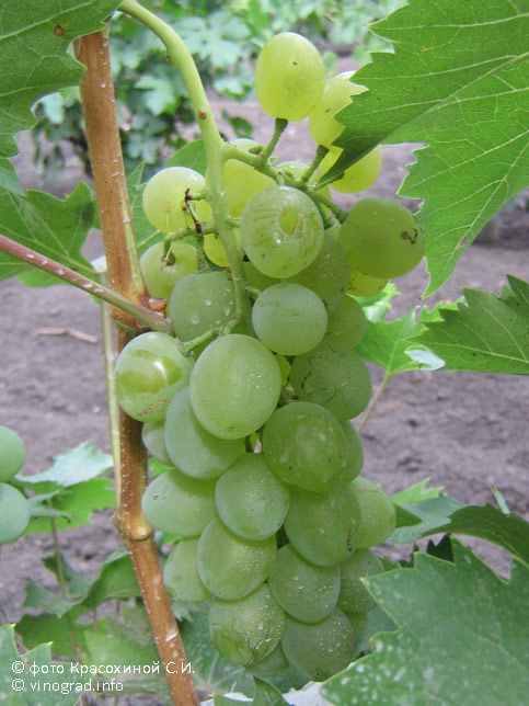 Билли - гибридная форма винограда