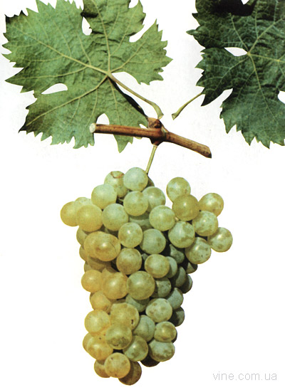 Ларни мускатная - столовый сорт винограда