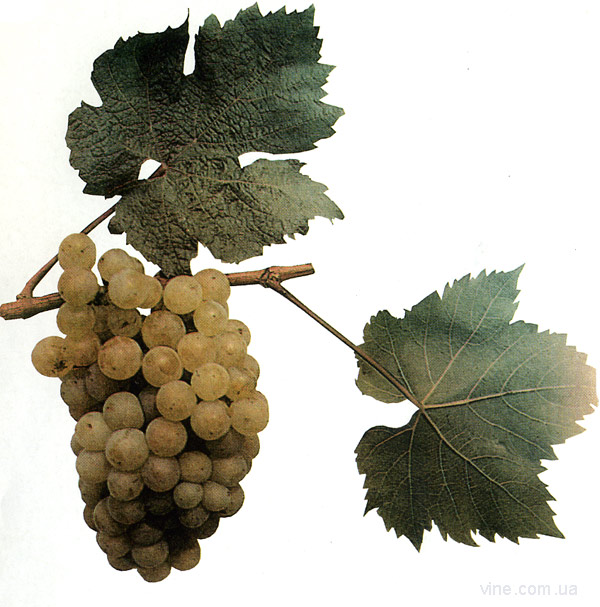 Авгалия - сорт винограда