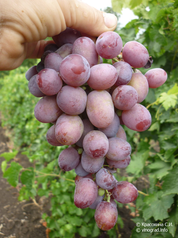 ВолВи - гибридная форма винограда