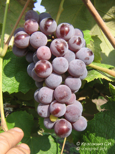 Кэмпбелл эрли (Campbell Early) - сорт винограда