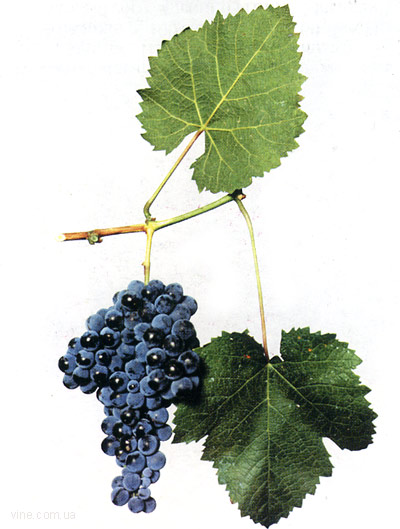 Сорт винограда Казачка