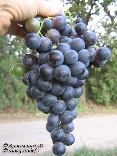 Адреули шави  – сорт винограда