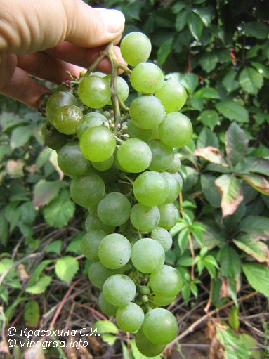 Степной аромат – сорт винограда
